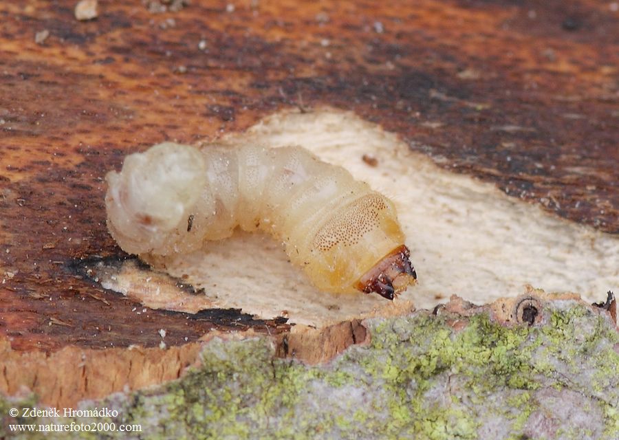 tesařík, Stenostola dubia, Cerambycidae, Saperdini (Brouci, Coleoptera)